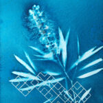 Cyanotype 101