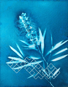Read more about the article Cyanotype 101