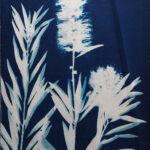 The History and Process of Cyanotype