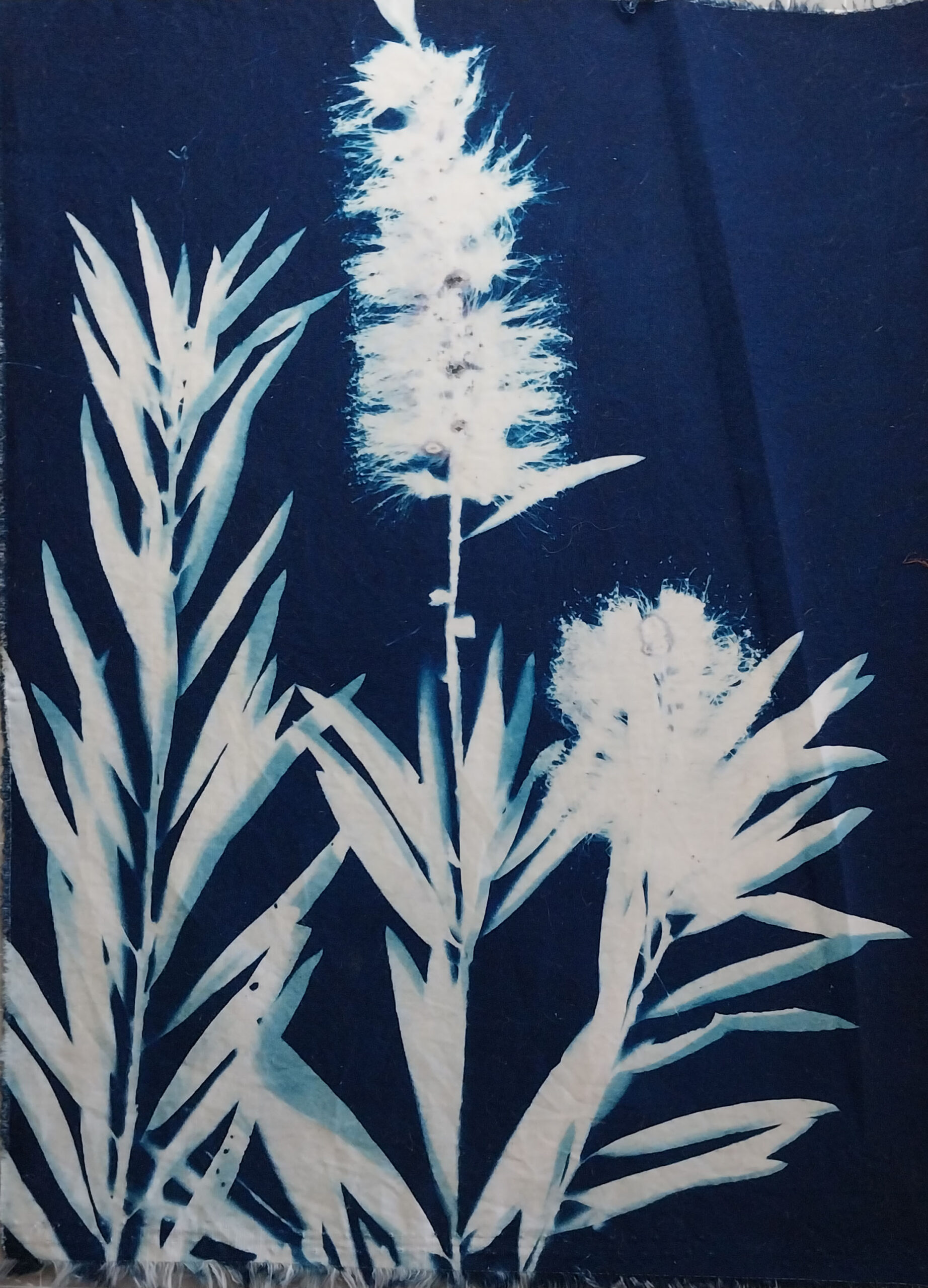Read more about the article The History and Process of Cyanotype